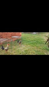 46K views · 2.7K reactions | Leonardo Fabio Rodriguez Flores on Reels | Facebook