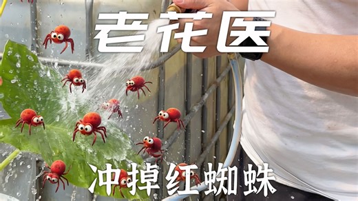 红蜘蛛很赖，但治不好是你太懒