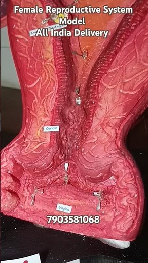 Female Reproductive System Working Model #biomodel #schoolproject #modelschool #biology