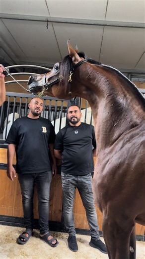 ‏#explore #خيل_وخياله🐎 #سبحان_الله💖 @אחמד @مربط الحسن