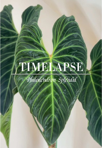 Philodendron Splendid Growth Timelapse