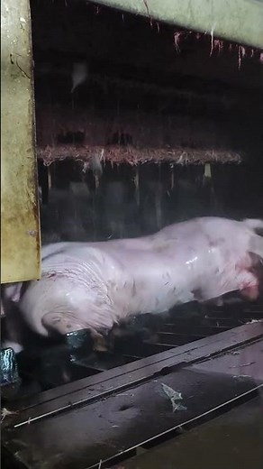 Pig Fur easily remove with this machine in Slaughter House Process 👀