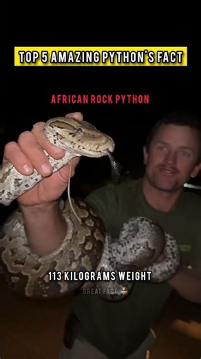 TOP 5 PYTHON'S AND ANACONDA WEIGHT 😱 #amazingfacts