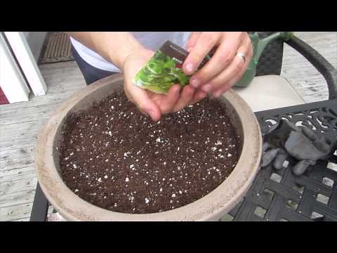 How to Plant Cilantro in Containers