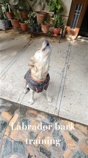 Labrador Dog Barking Training 🔊🔉#labrador #barking #dogobedience