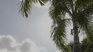 Download Nature background, tree with sun on sky background for free