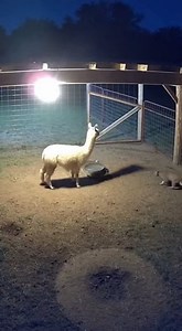 15K views · 104 reactions | Nighttime CCTV captures bobcat attacking llama | Rescue TV | Facebook