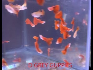 Common Guppy Diseases & Treatment Methods