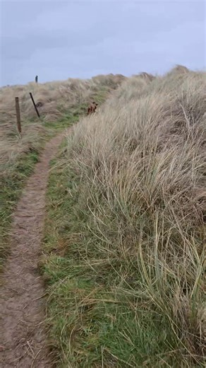 Was wild at the local beach & it seems to make me a bit more excited🤣 see at end of video yes I did jump off the hill to go see that doggy . .twice! I climbed back up again. | Cockapoo called Teddy