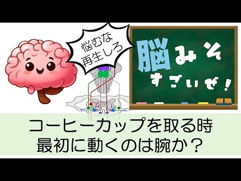 脳みそすごいぜVol. 2「皮質脊髄路と網様体脊髄路」