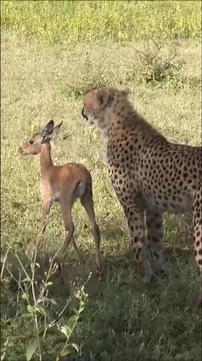 "Cheetah vs Impala Calf: The Final Chase | Wild Africa"