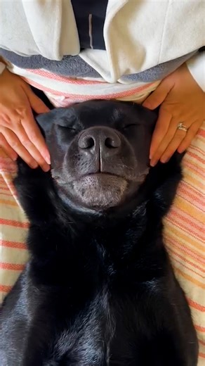 2.1M views · 67K reactions | Only the best for this very good boy  Happy International Pet Day!  Keep up with Elvisbatzthelab on Instagram: https://thedo.do/ElvisBatzTheLab And @spawday on Instagram: https://thedo.do/heyspawday | The Dodo | Facebook