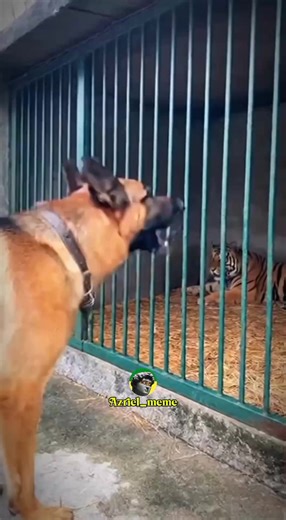 ጉድ ተሰርቼ ነበረ 😹😹#habeshatiktok #viralvideo #ethiomeme #ethiohumor #fypシ゚