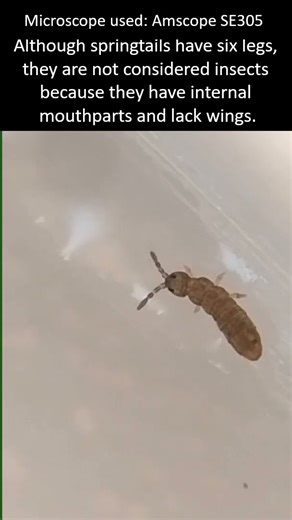 Springtails and their role in the ecosystem.