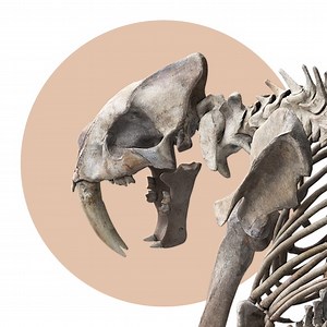 Museum Alive by Alchemy Immersive Ltd