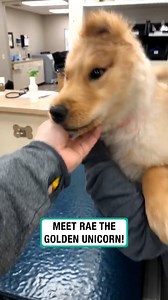 3.9M views · 10K reactions | What a cutie with one ear! 殺 | Furry Tails | Facebook