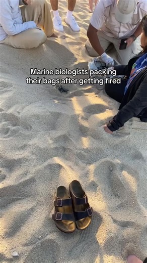 Baby Turtles Getting Check Ups and Released Safely