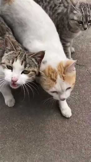 Daily Cat Care Routine: How to Keep Your Feline Friend Happy