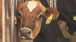 How low-burping cows could put a dent on emissions