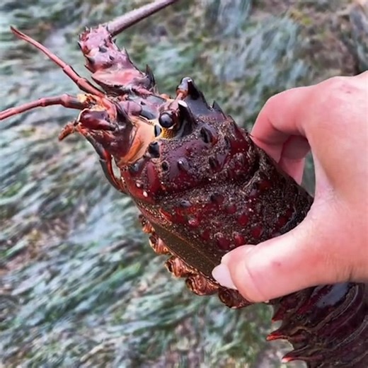 20K views · 281 reactions | I save vulnerable sea creatures from tourists… | Happiest | Facebook