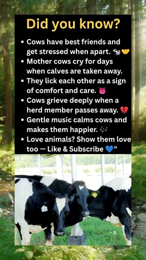 Do Cows Cry? 😢 The Truth Will Surprise You!
