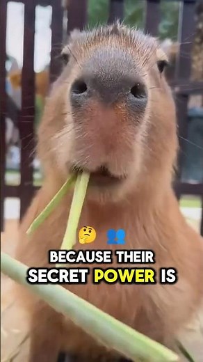Capybara: The Chillest Animal on Earth 🌍🐾