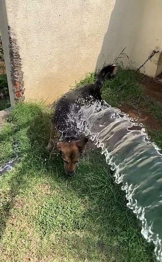 Slow Motion German Shepherd bathing video