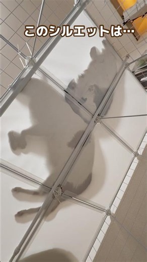 このびみょーな透け感がたまらん、ケージの中の絶景 #元野良猫 #猫大型ケージ #猫との暮らし