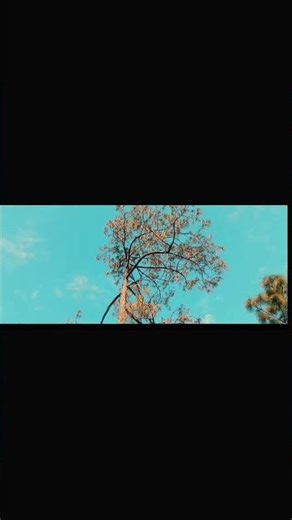 Cinematic🍃 shots 🌸