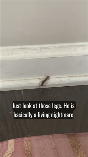 House Centipede Has 30 Legs of PURE Nightmare 🕷️ #shorts #bugs #centipede #nature