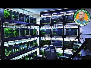 Fish Business from a Bedroom Tour Part 1