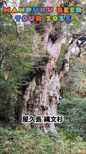 屋久島の縄文杉 その１ - まんぷくビール九州ツアー2025秋