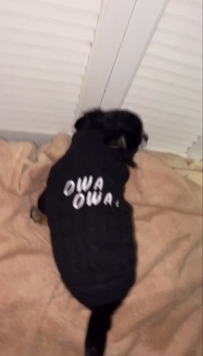 OWA OWA @mclovin.slc ❣️🎰🌟 | pudgy the pug