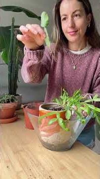 🌵Christmas Cactus Care and Repot | Tips for the Schlumbergera #cactiandsucculents #plantcare