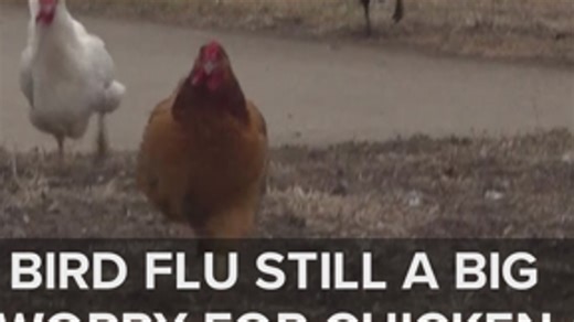 Iowa chicken, duck owner shares concerns about bird flu outbreak