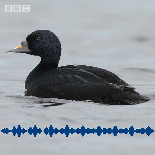 "The Common Scoter has to be one of the most amazing ducks." More 🐦 ❤ 👉 http://bbc.in/2ryp8A9 | BBC Radio 4