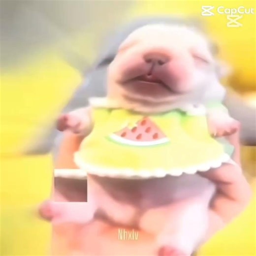 pibble edit :D || Yes, this is a template || #template ||