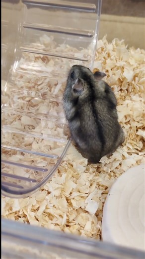 #funny dwarf hamsters #hamster #हम्सटर #dwarf hamster #अजीब हम्सटर #ハムスター #hamsters #倉鼠 #侏儒倉鼠