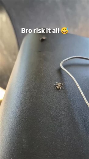 SpiderLady | Hunt and disappear 🤣🤣 #lol #spider #fly #funnyanimals #remix | Instagram