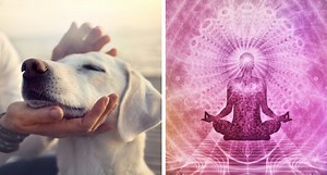 Reiki for Pets: How Japanese Energy Healing Is Helping Animals
