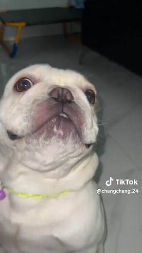 Adorable Dog Dance Compilation with Dancer Dum Heo 🐕💃