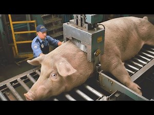 Inside a Pig Meat Factory | How Raw Pigs Are Raised and Turned Into Sausages