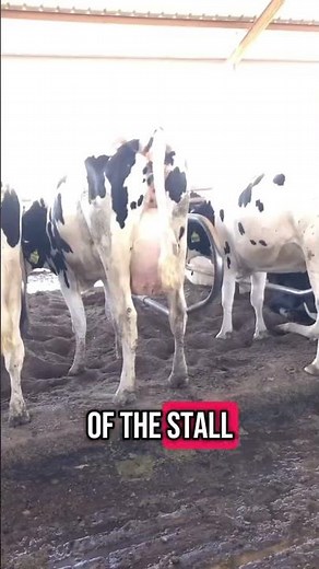 How Free Stalls Keep Cows Clean and Comfortable
