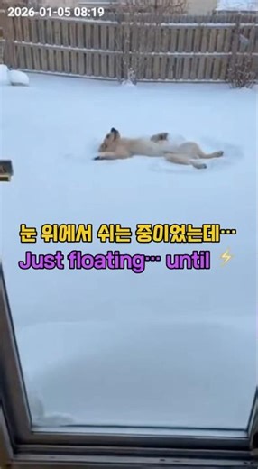 골든이 배영 중… 토순이 광속 통과Golden was floating. Tosoon was lightning fast.