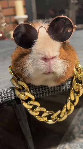 43K views · 1.6K reactions | Does your chain hang low? #chainhanglow #guineapig #67 #petcostume #petmom | Guinea pig Lover | Facebook