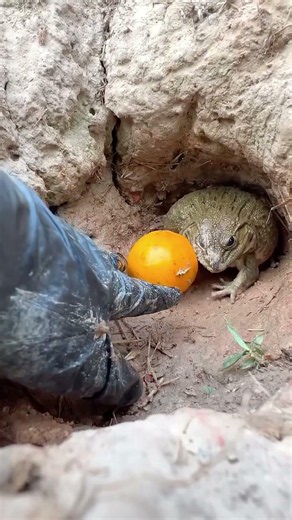 So funny 😆😂🐸 #viralvideo