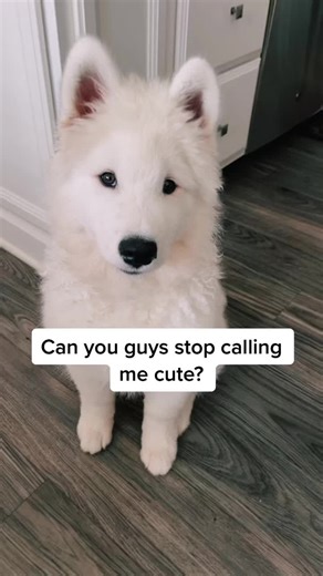 Mean and Scary Dog Videos - Watch Out for These Tough Puppies!