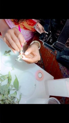 Grooming for insects. Always triple check your findings! Remember to take notes #insect #entomology