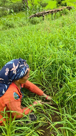 Traditional Finger Millet Farming in a Remote Himalayan Village | Authentic Mountain Village Life