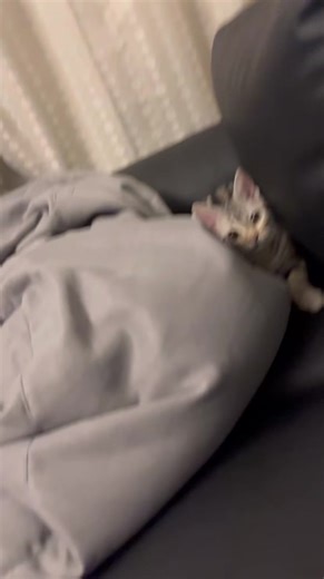 フリとオチを理解してるサメ